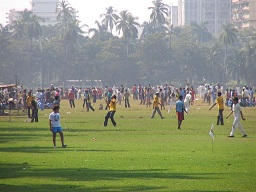 Cricket