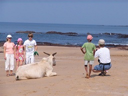 Goa - Anguna Beach